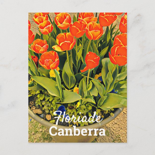 Floriade Canberra Australia Blume tulip festival Postkarte (Vorderseite)
