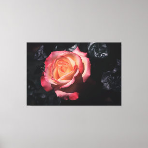 Floribunda Rosen-Sheila Parfüm auf Leinwand