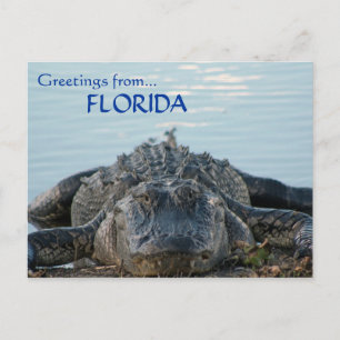 Florida Alligator Postkarte