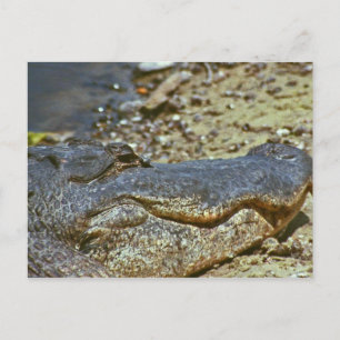 Florida Alligator Postkarte