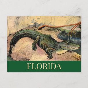 Florida-Alligator-Postkarte Postkarte