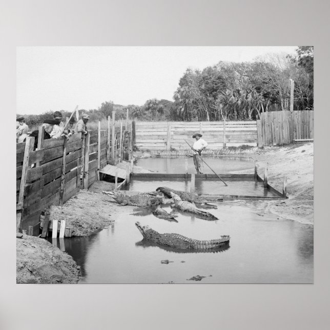 Florida Alligator Show, 1904. Antikes Foto Poster (Vorne)