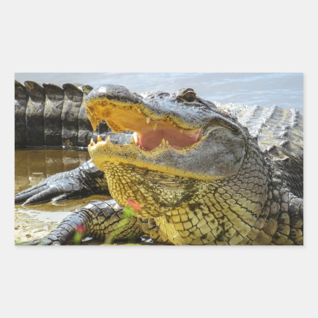 Florida Alligators gegenüberstehen Rechteckiger Aufkleber (Vorderseite)