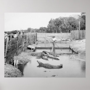 Florida-Alligatorshow, 1904. Vintages Foto Poster
