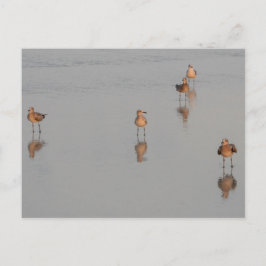 Florida Beach Shorebirds Foto Postkarte