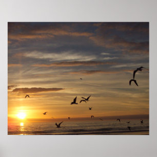 Florida Beach Sunset mit Vögeln Poster