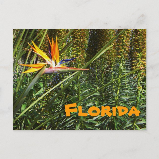 Florida Bird of Paradise Postkarte (Vorderseite)