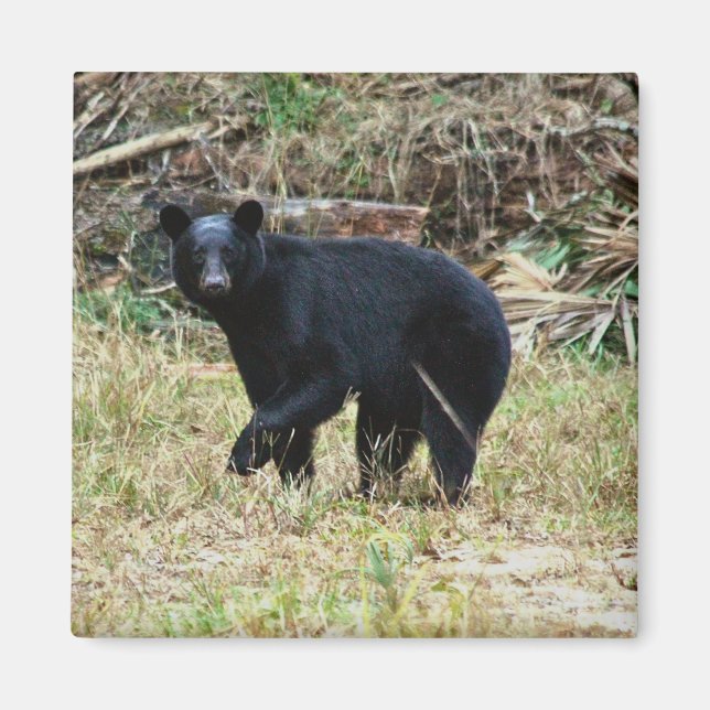 Florida Black Bear Magnet (Vorne)