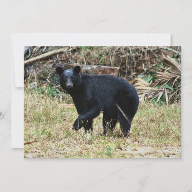 Florida Black Bear Mitteilungskarte (Vorderseite)