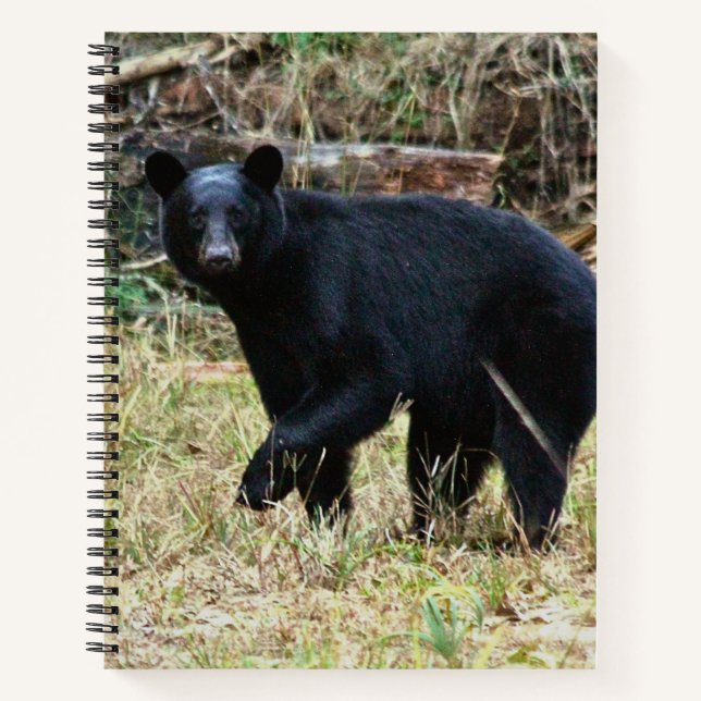 Florida Black Bear Notizbuch (Vorderseite)
