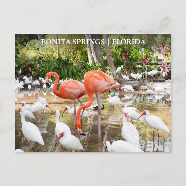 Florida Bonita Springs Pink Flamingo Travel Postkarte (Vorderseite)