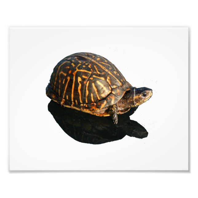 Florida Box turtle Photographie avec Shadow Cutout (Devant)