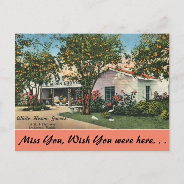 Florida, Bradenton, Weißer Heron Groves Postkarte (Vorderseite)