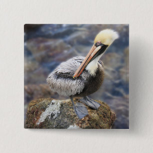Florida Brown Pelican Stehend auf Jetty Rock Button
