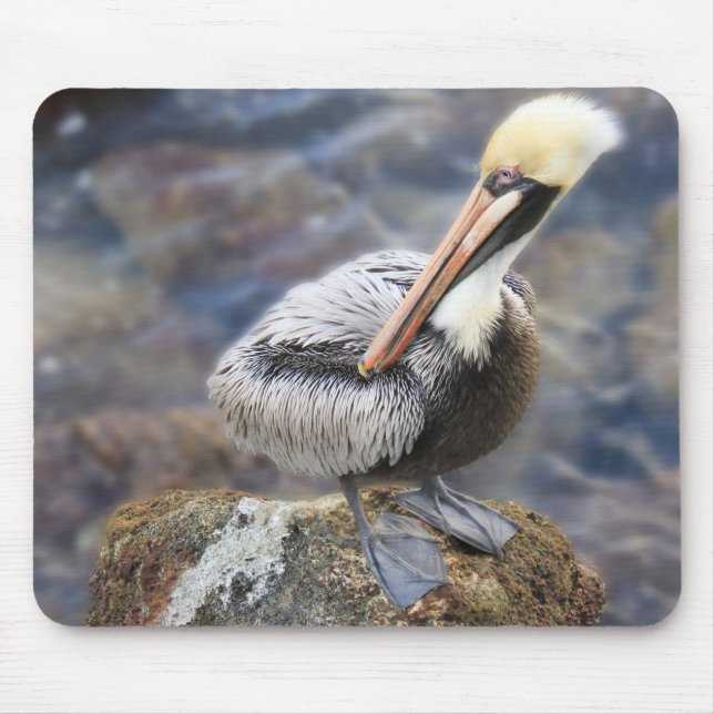 Florida Brown Pelican Stehend auf Jetty Rock Mousepad (Vorne)