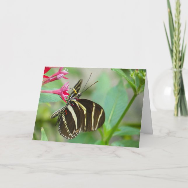 "Florida Butterfly on Red Pentas."Grußkarte Karte (Vorderseite)