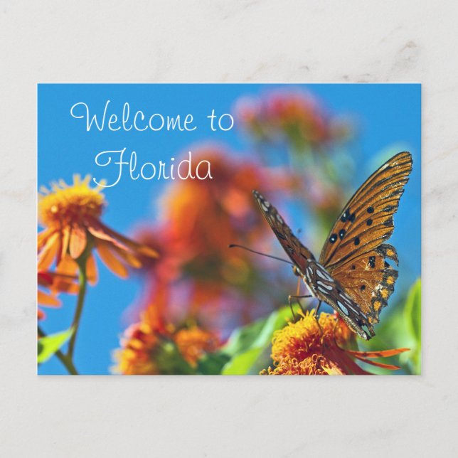 Florida Butterly Postcard Postkarte (Vorderseite)