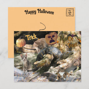 Florida Cat and Gator Halloween Postkarte