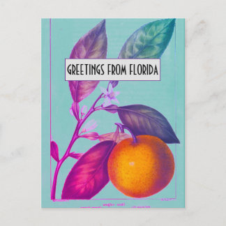Florida Citrus Postcard Postkarte
