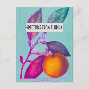 Florida-Citrus-Postkarte Postkarte
