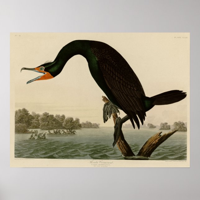 Florida Cormorant Poster (Vorne)