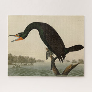 Florida Cormorant von Audubons Vögeln von Amerika
