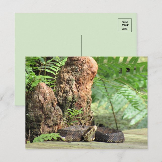 Florida Cottonmouth im Sumpf Postkarte (Vorne/Hinten)
