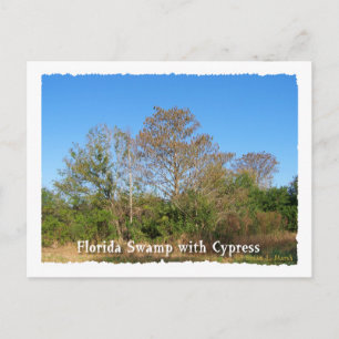 Florida Cypress Sumpf mit blauem Himmel Postkarte