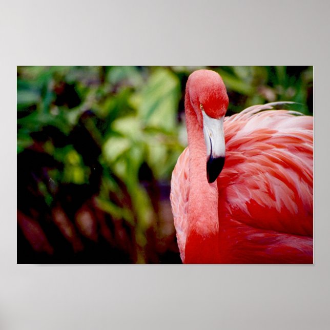 Florida Flamingo 1 Poster (Vorne)