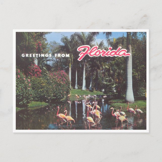 Florida flamingos 1960er Vintag Postkarte (Vorderseite)