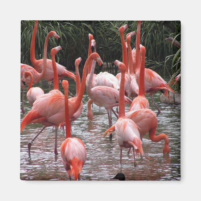 Florida Flamingos Magnet (Vorne)