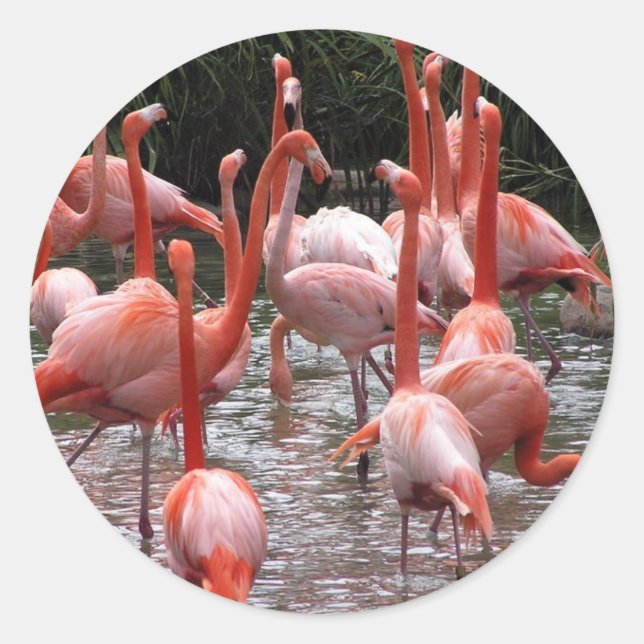 Florida Flamingos Runder Aufkleber (Vorderseite)