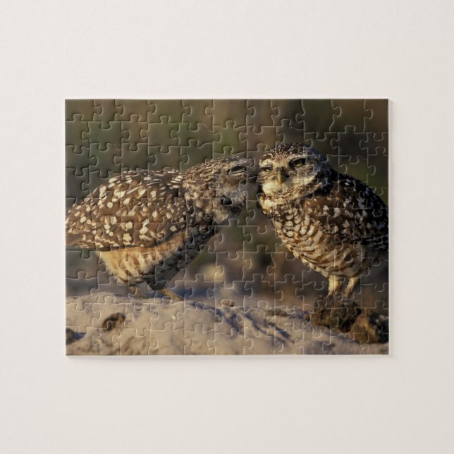 Florida, Fort Myers. Brennen der Owl Paare (Horizontal)