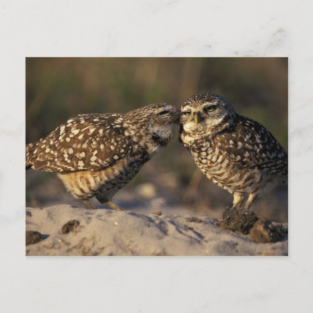 Florida, Fort Myers. Brennen der Owl Paare Postkarte (Vorderseite)