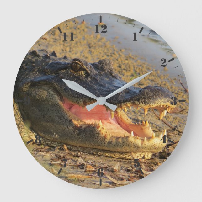 Florida gator portrait große wanduhr (Vorderseite)