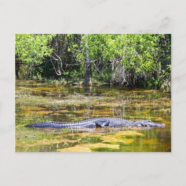 Florida Gator Postkarte (Vorderseite)