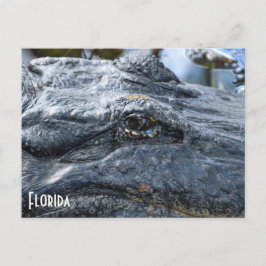 Florida Gator Postkarte
