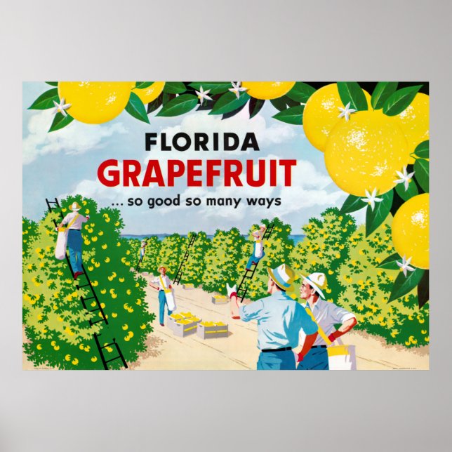 Florida Grapefruit 1930 Poster vintage (Devant)