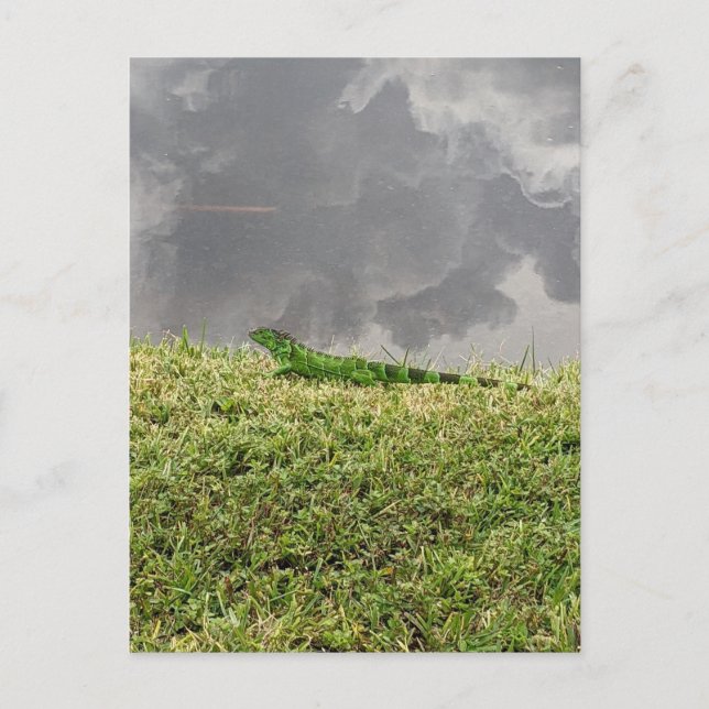 Florida Iguana Postcard Postkarte (Vorderseite)