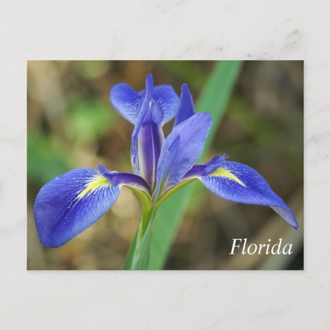 Florida iris Foto Postkarte (Vorderseite)