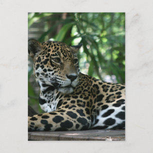Florida Jaguar blickt zurück Postkarte