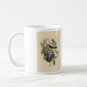 Florida Jay (Scrub-Jay) Audubons Vögel von Amerika Kaffeetasse