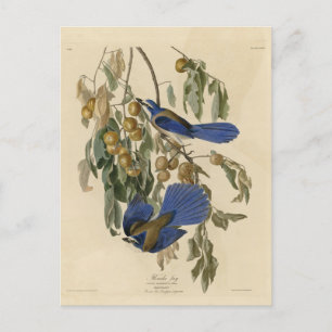 Florida Jay (Scrub-Jay) Audubons Vögel von Amerika Postkarte