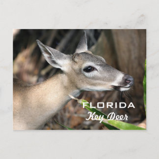 Florida Key Deer Postcard Postkarte