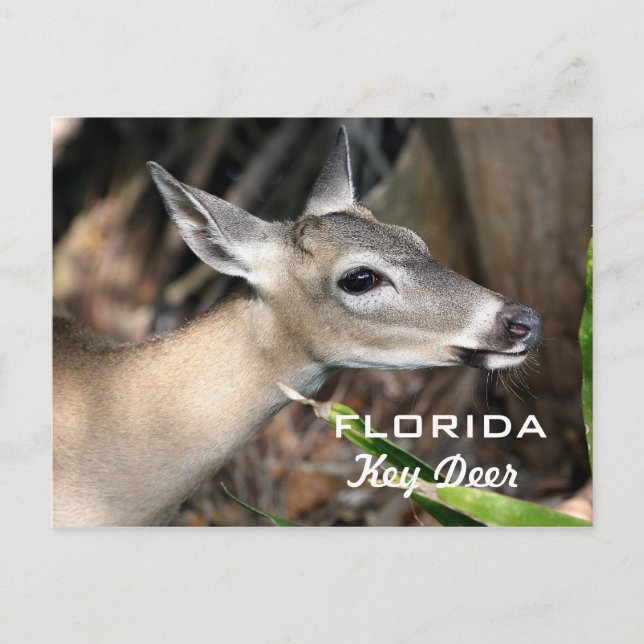 Florida Key Deer Postcard Postkarte (Vorderseite)