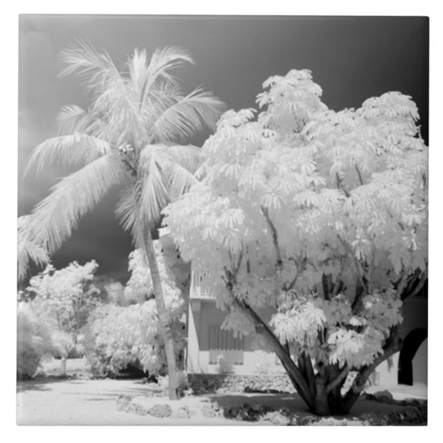 Florida Keys House und seine Palmen, USA.2 Fliese (Vorderseite)