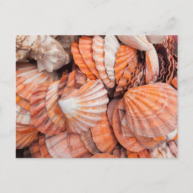 Florida Keys, Key West, Muscheln Postkarte (Vorderseite)