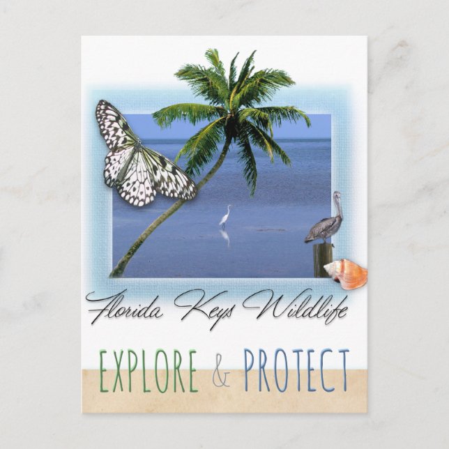 Florida Keys Wildlife Postkarte (Vorderseite)