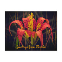 Florida Kiefern-Lilien-Postkarte