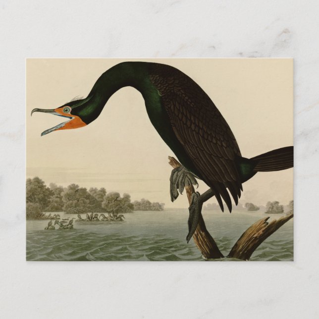 Florida-Kormoran Postkarte (Vorderseite)